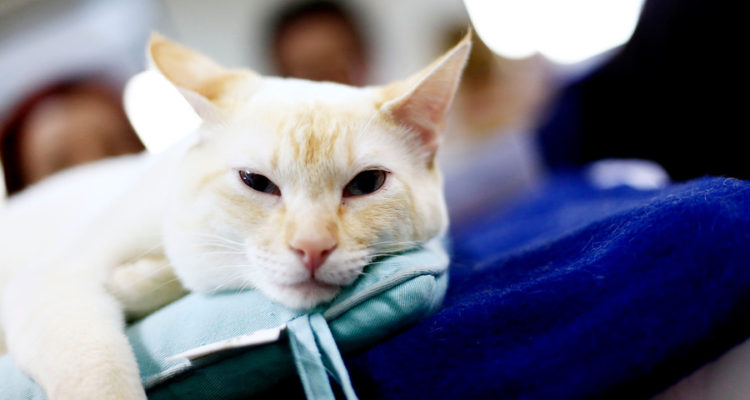 Denuncian que gata fue violada por un hombre en Quilpué: dueña presentará querella