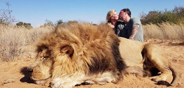 leon muerto mientras la pareja de cazadores se besa