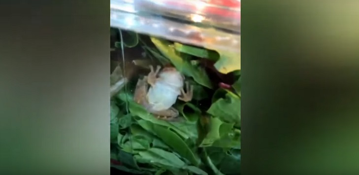 El asombro que se llevó una familia al comprar una ensalada envasada: había una rana viva