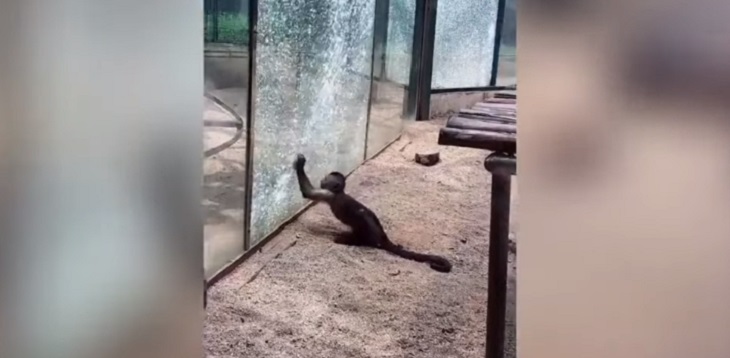 mono rompe el vidrio de su jaula para escapar