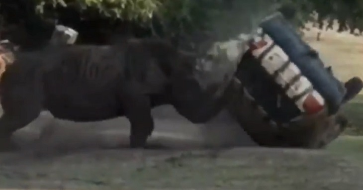 Captan a furioso rinoceronte embistiendo auto de safari: lo dio vueltas