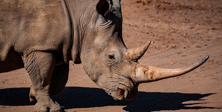 Indignación en zoológico francés por actitud de visitantes: escribieron nombre en cuerpo de rinoceronte