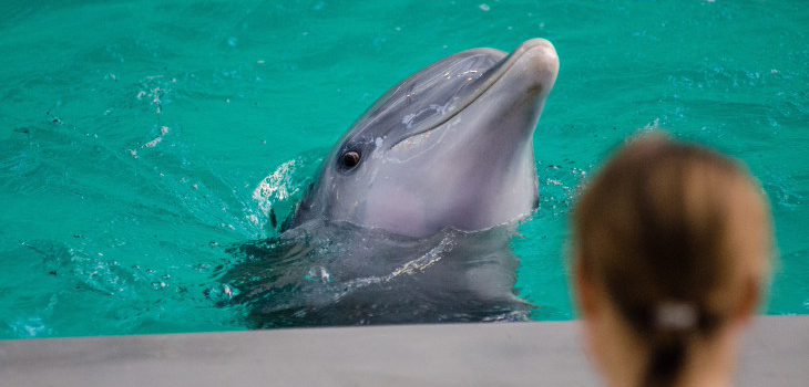 Bebé delfín muere en parque acuático