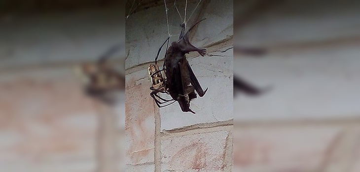 mujer captó momento en que una araña gigante atrapó a murciélago en su patio