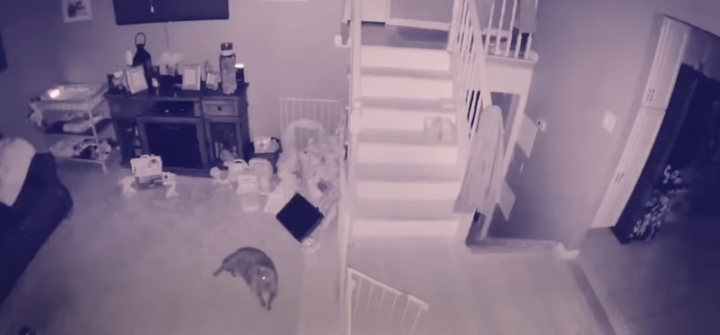 Captan en Estados Unidos supuesto suceso paranormal de un niño y su mascota jugando en un casa