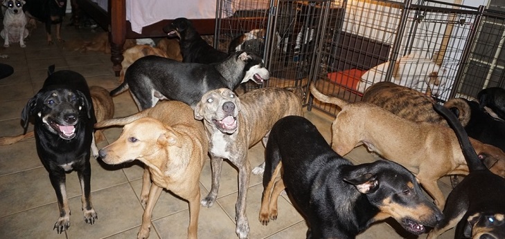 Mujer abrió las puertas de su casa y albergó 97 perros callejeros tras el paso del huracán Dorian