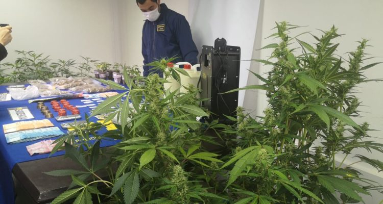 Tenían trofeo para el ganador: PDI irrumpió en cata de marihuana convocada por redes sociales