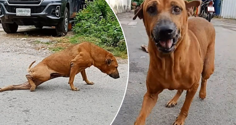 Perro es viral por particular 'gracia': finge tener pata quebrada para que lo alimenten en Tailandia