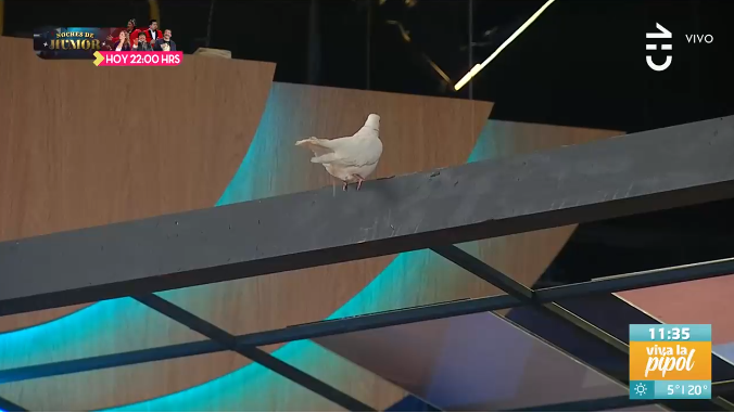 "¡Era de verdad!": el hilarante chascarro en show de mago con una paloma en Viva la Pipol