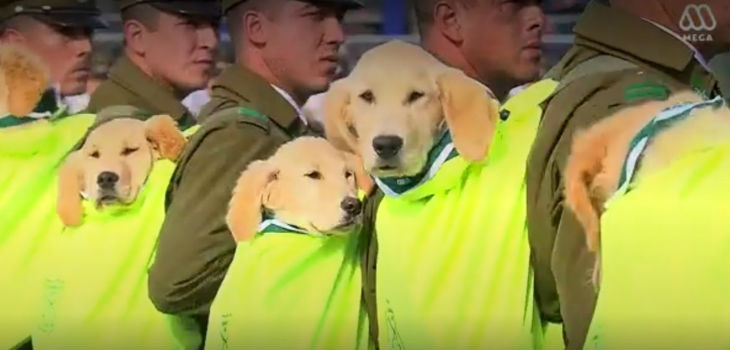 Adorables labradores encantaron en la Parada Militar