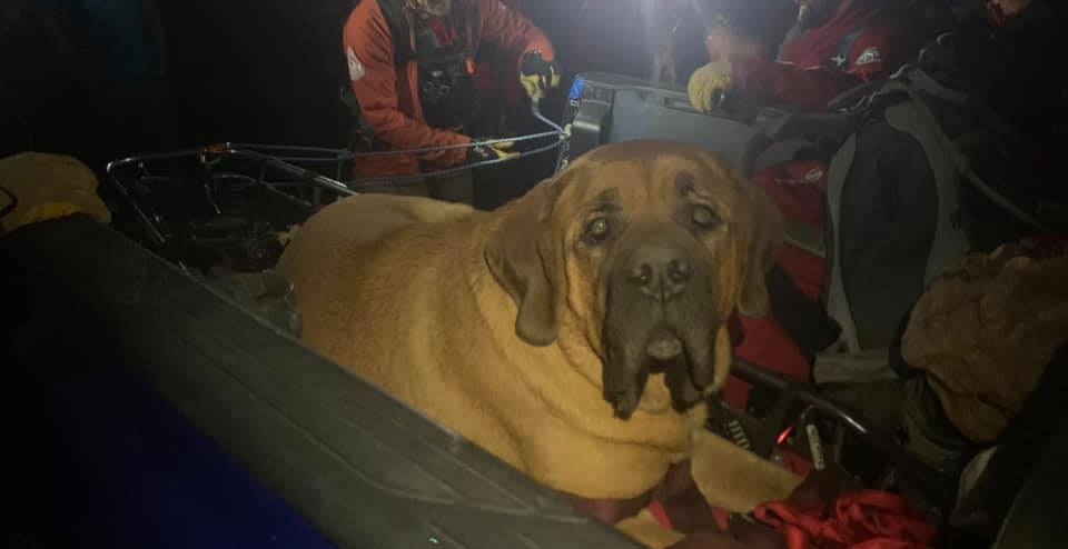 Perro de 86 kilos fue de excursión con su dueño pero se cansó y tuvo que ser rescatado: es viral