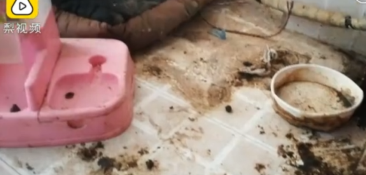 Influencer china doble vida