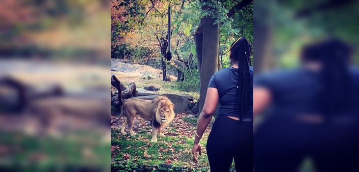 Mujer se coló al área de leones en zoológico de EEUU solo para burlarse de ellos