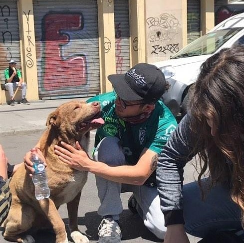 Manifestantes ayudan a perros afectados por lacrimógenas