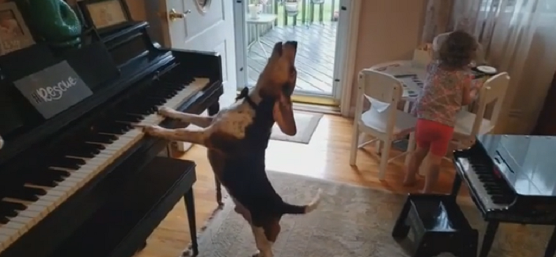 Perro que canta y toca el piano es viral