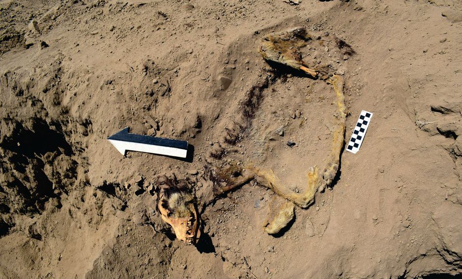 hallan perro sepultado de mil años