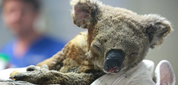 Muere Lewis, el koala rescatado de las llamas en Australia