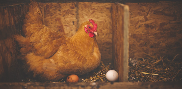 Investigadores descubren por qué los huevos son de distinto color