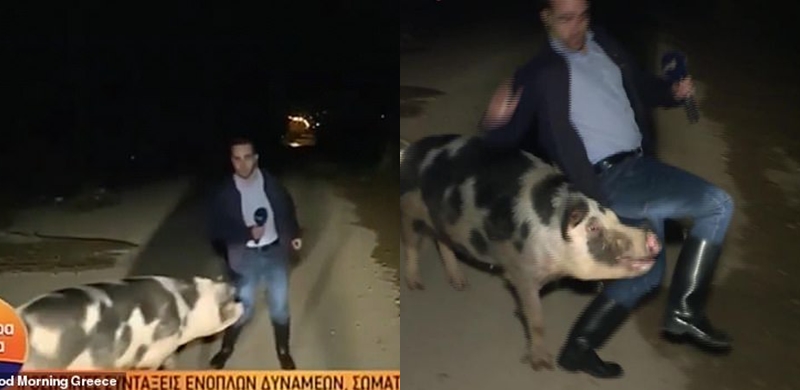 Periodista griego fue atacado por un cerdo en pleno despacho en vivo