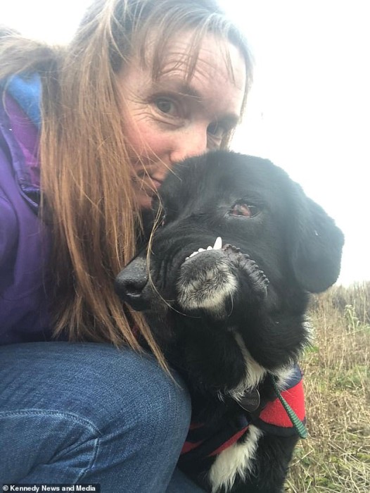 Bethany, la perrita que nació con severa desformación facial y que hoy lucha por encontrar familia