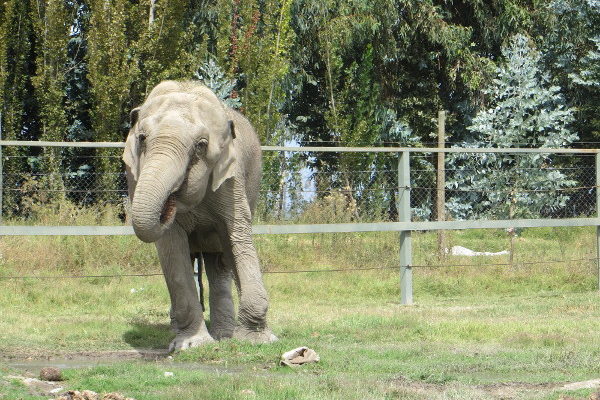 Muere Elefanta Ramba