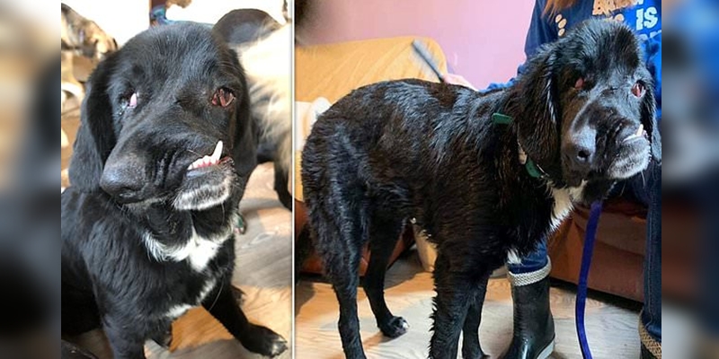 Bethany, la perrita que nació con severa deformación facial y que hoy lucha por encontrar familia