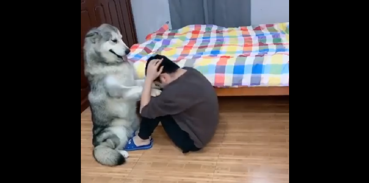 Perro hace ejercicio con su dueño