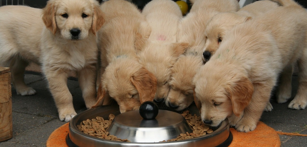 Todavía no se sabe exactamente cómo ciertos alimentos para mascotas pueden dañar los corazones