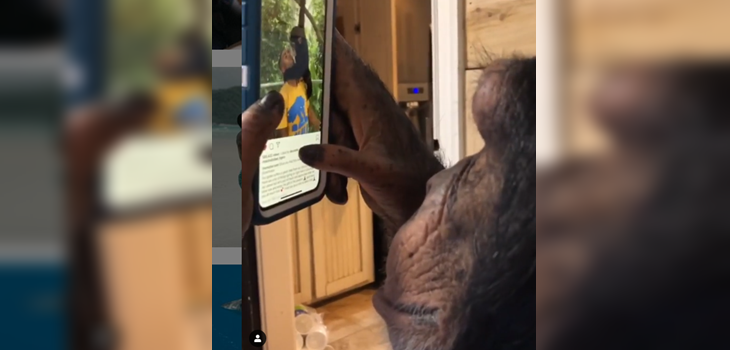 El mensaje detrás del viral que muestra a un mono usando Instagram sin problemas
