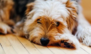 ¿No sabes cómo librarte de los pelos de tu perro en tus cosas? Conoce estos trucos para removerlos