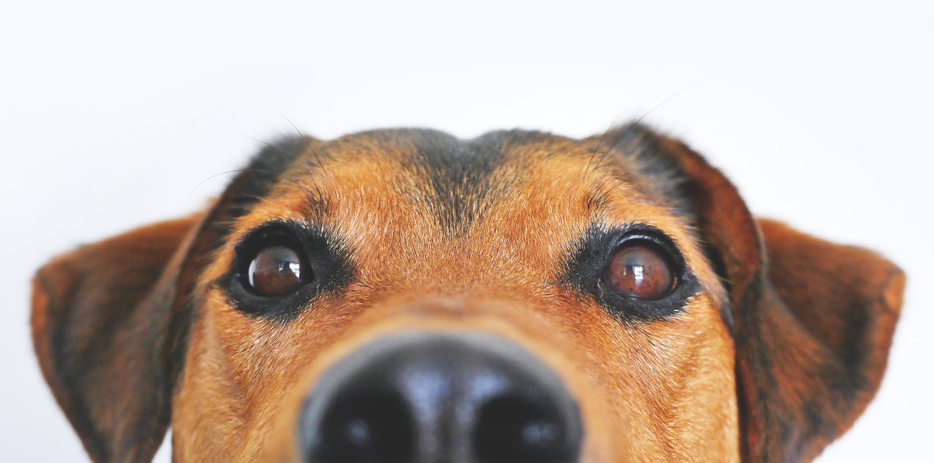 Los perros SÍ entienden lo que le hablan sus dueños, según estudio