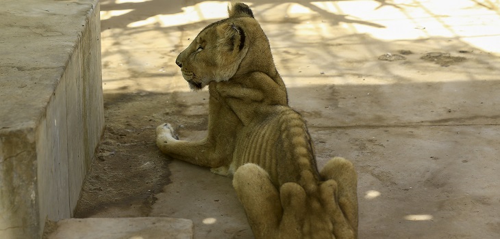 leones en zoológico de Sudan