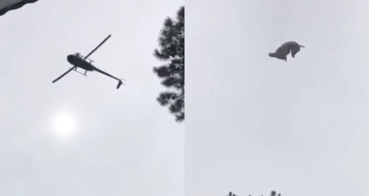 cerdo cae desde helicóptero en José Ignacio