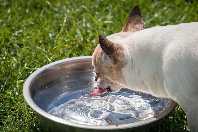 Cuidados de mascotas ante ola de calor