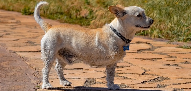 Cámara registró a mujer abandonando a perro con discapacidad: video se viralizó y fue rescatado