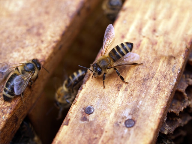 picadura de abeja