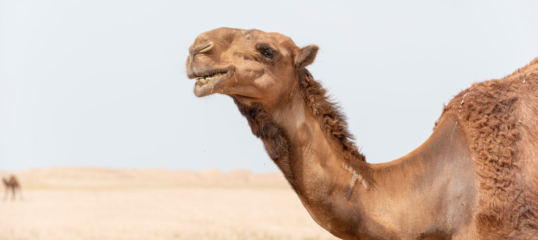 Catástrofe ambiental: Australia sacrificará más de 10 mil camellos salvajes porque beben mucha agua