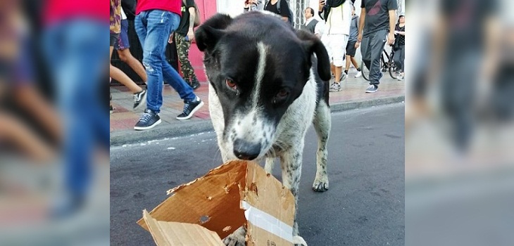 Antofagastinos crearon 