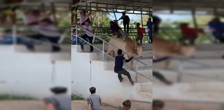Mujer fue atacada por un toro en medio de una corrida: animal saltó la barrera de seguridad
