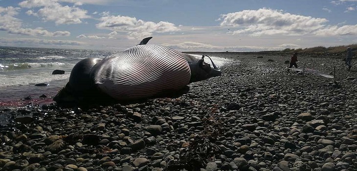 ¿Cómo murió la ballena en Porvenir?: experto explicó que no se trataría de un arpón