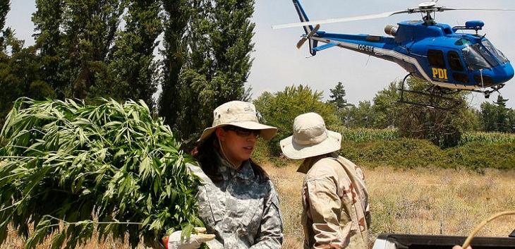 PDI decomisa más de mil plantas de marihuana al interior de recinto militar en Linares