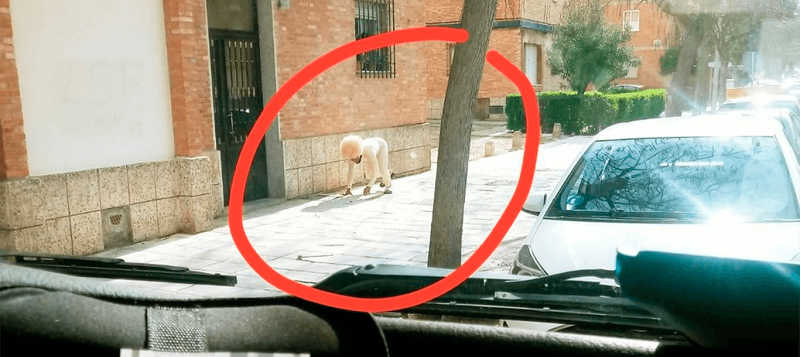 Hombre se disfraza de perro para evitar la cuarentena en España
