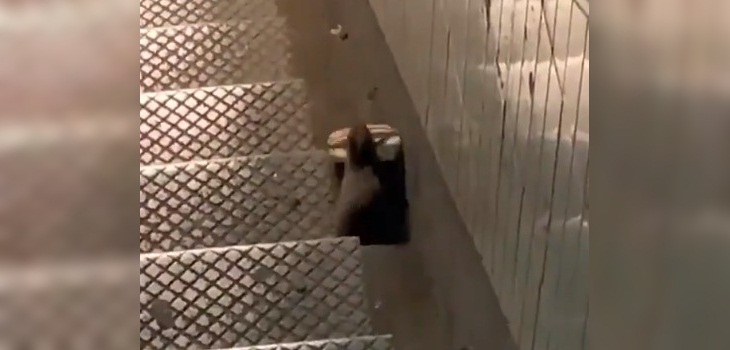 raton robo mcdonalds