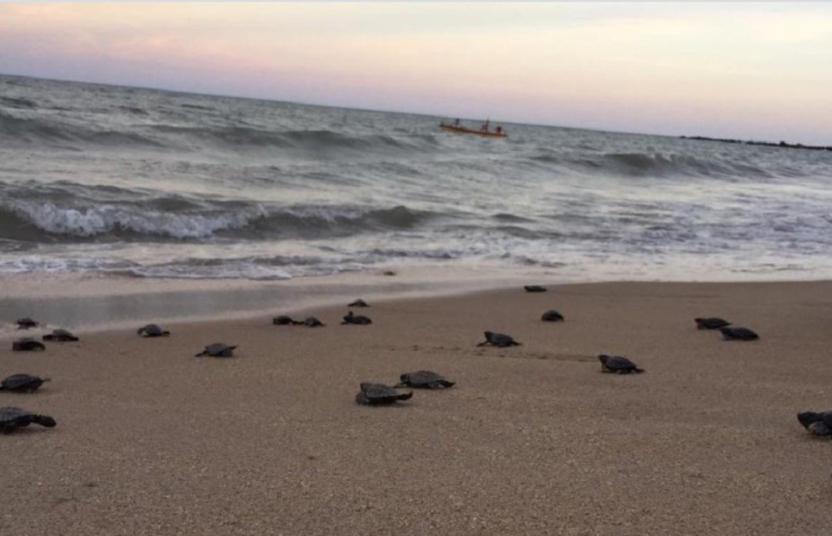Nacen 103 tortugas en peligro de extinción en Brasil