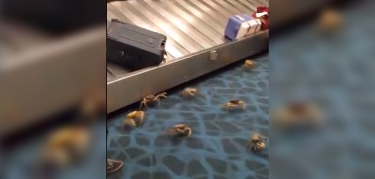 viral cangrejos aeropuerto