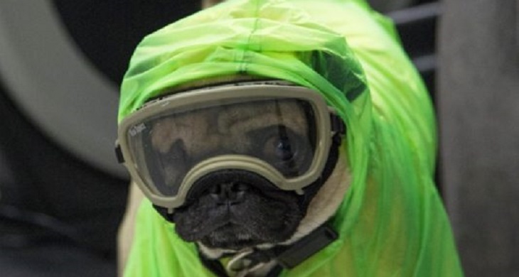 Harley El Tuerto, perro mexicano, pug