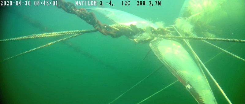 Hallan cadáver de ballena en Aysén