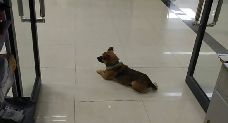 Perro espera a su dueño que falleció de COVID-19