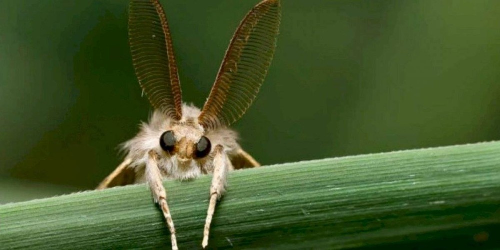 Polilla Gitana | CNN