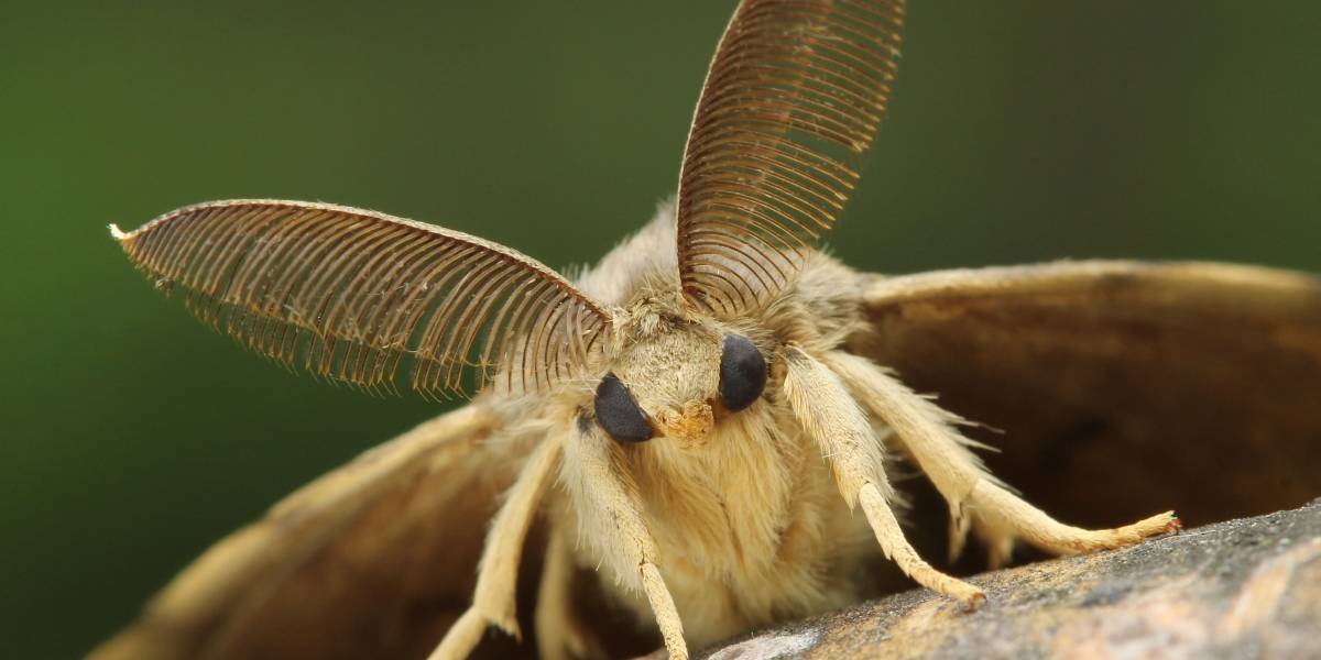 Polilla Gitana | CNN